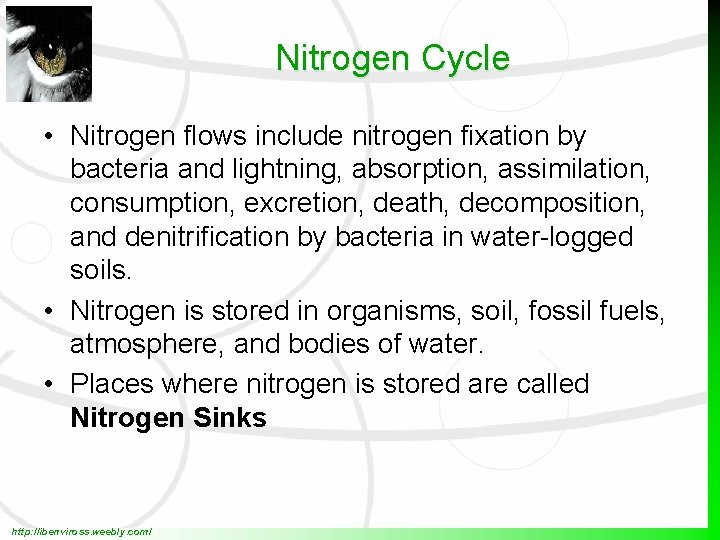 Nitrogen Cycle • Nitrogen flows include nitrogen fixation by bacteria and lightning, absorption, assimilation,