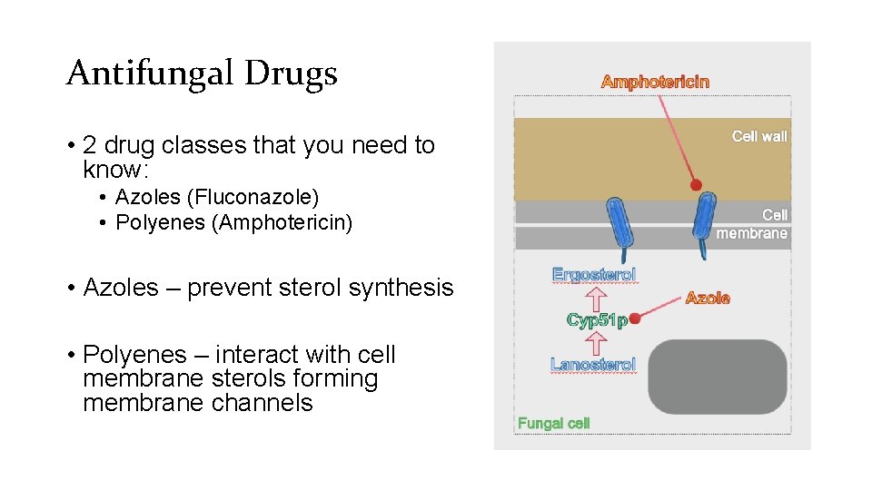 Antifungal Drugs • 2 drug classes that you need to know: • Azoles (Fluconazole)