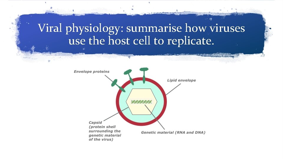 Viral physiology: summarise how viruses use the host cell to replicate. 