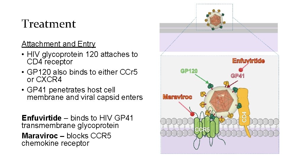 Treatment Attachment and Entry • HIV glycoprotein 120 attaches to CD 4 receptor •