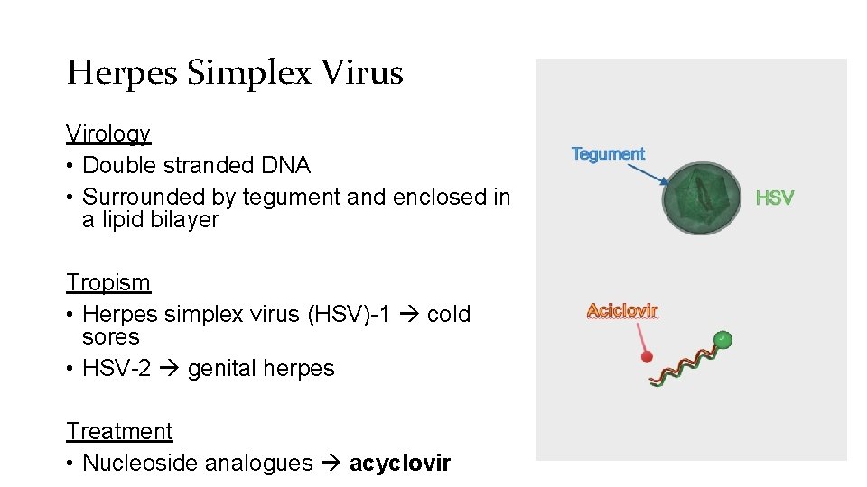 Herpes Simplex Virus Virology • Double stranded DNA • Surrounded by tegument and enclosed