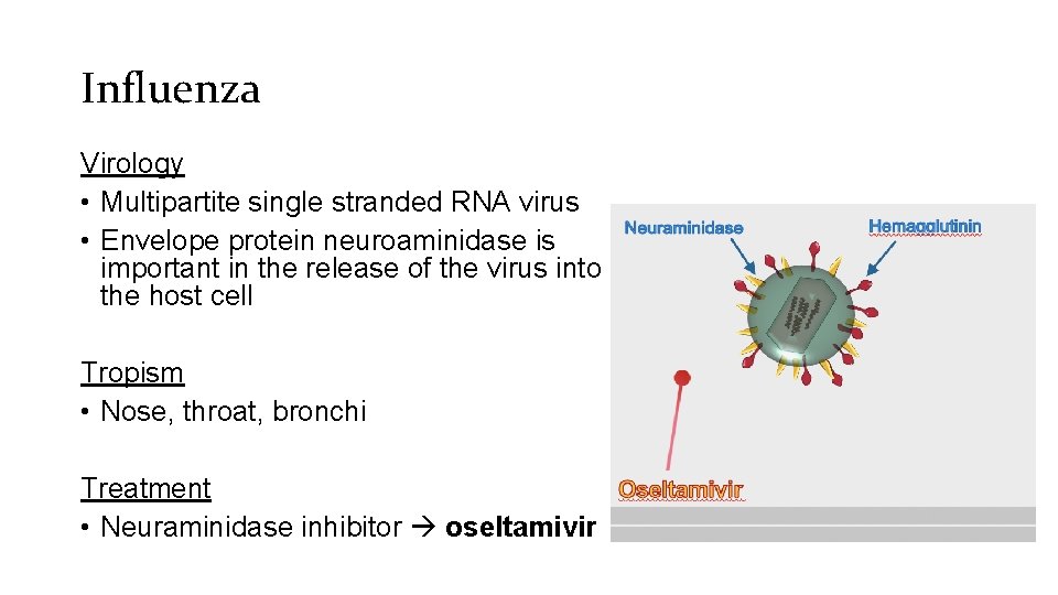 Influenza Virology • Multipartite single stranded RNA virus • Envelope protein neuroaminidase is important