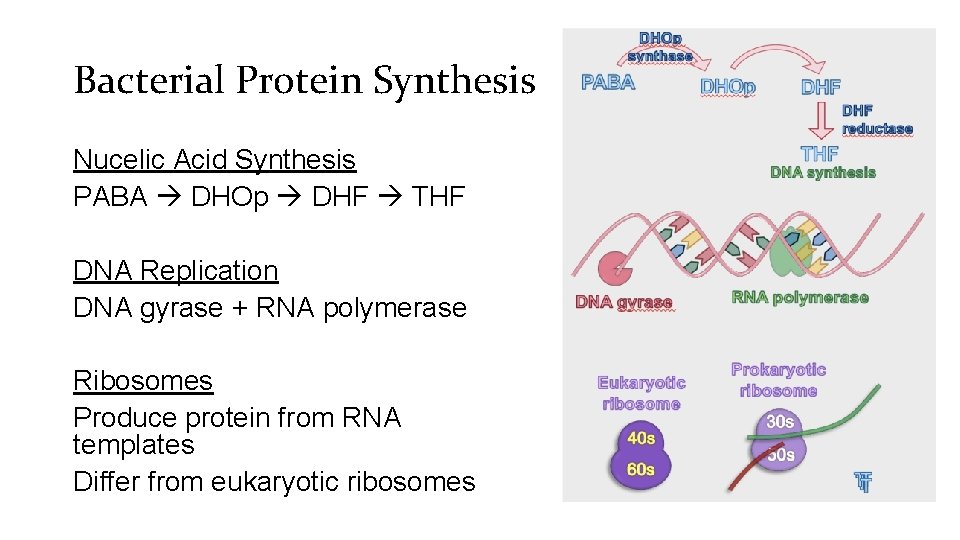 Bacterial Protein Synthesis Nucelic Acid Synthesis PABA DHOp DHF THF DNA Replication DNA gyrase