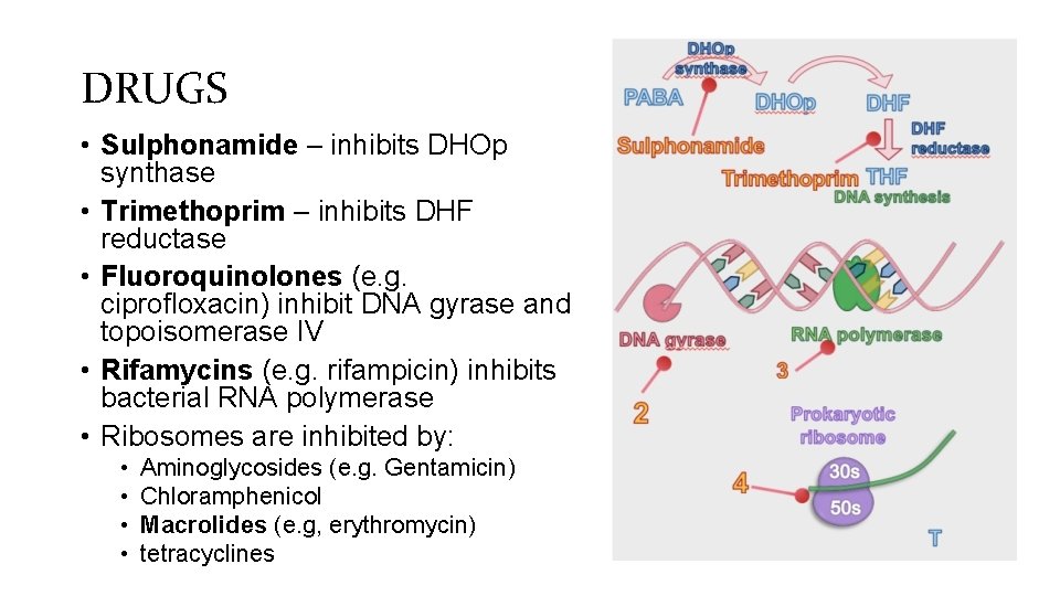 DRUGS • Sulphonamide – inhibits DHOp synthase • Trimethoprim – inhibits DHF reductase •