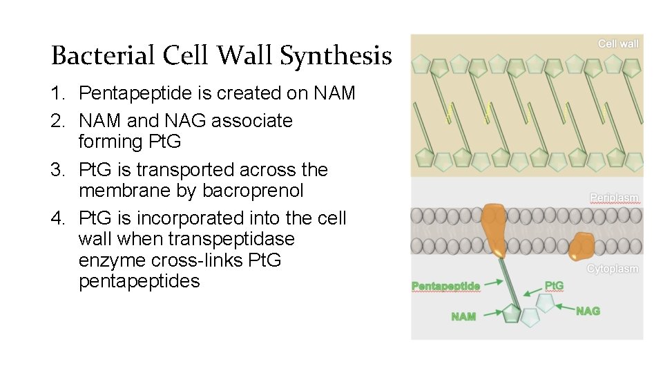 Bacterial Cell Wall Synthesis 1. Pentapeptide is created on NAM 2. NAM and NAG