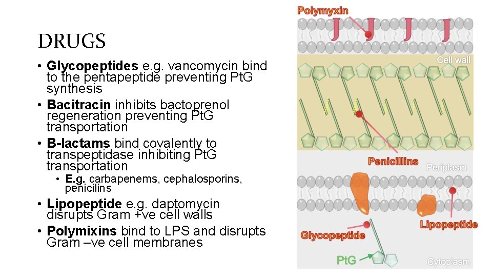 DRUGS • Glycopeptides e. g. vancomycin bind to the pentapeptide preventing Pt. G synthesis