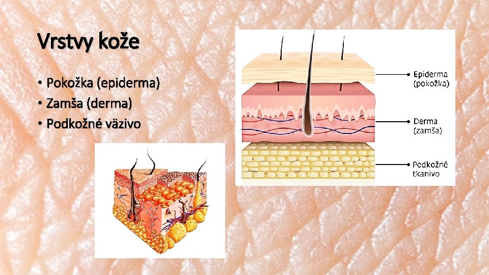 Vrstvy kože • Pokožka (epiderma) • Zamša (derma) • Podkožné väzivo 