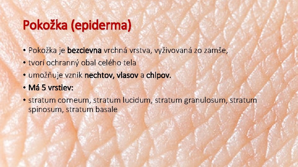 Pokožka (epiderma) • Pokožka je bezcievna vrchná vrstva, vyživovaná zo zamše, • tvorí ochranný