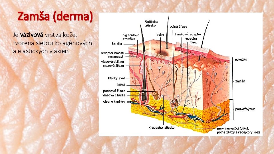 Zamša (derma) Je väzivová vrstva kože, tvorená sieťou kolagénových a elastických vlákien 