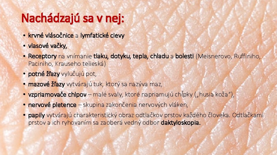 Nachádzajú sa v nej: • krvné vlásočnice a lymfatické cievy • vlasové vačky, •