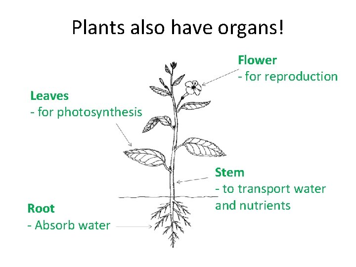 Plants also have organs! Flower - for reproduction Leaves - for photosynthesis Root -