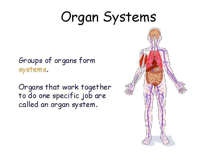 Organ Systems Groups of organs form systems. Organs that work together to do one