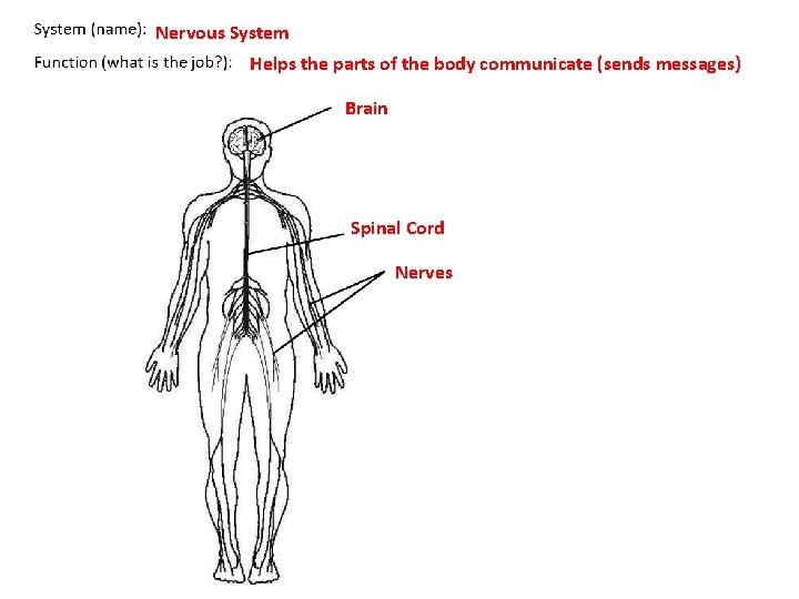 Nervous System Helps the parts of the body communicate (sends messages) Brain Spinal Cord