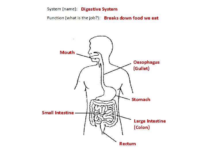 Digestive System Breaks down food we eat Mouth Oesophagus (Gullet) Stomach Small Intestine Large