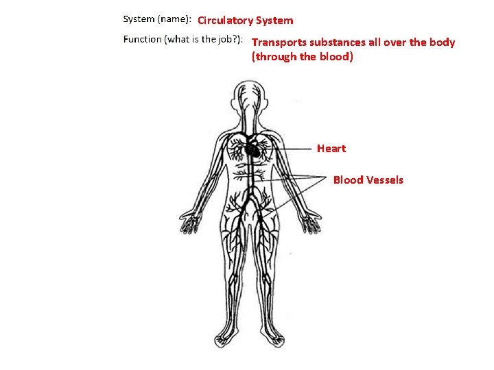 Circulatory System Transports substances all over the body (through the blood) Heart Blood Vessels