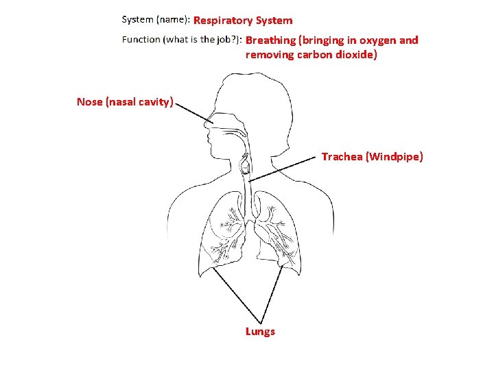 Respiratory System Breathing (bringing in oxygen and removing carbon dioxide) Nose (nasal cavity) Trachea