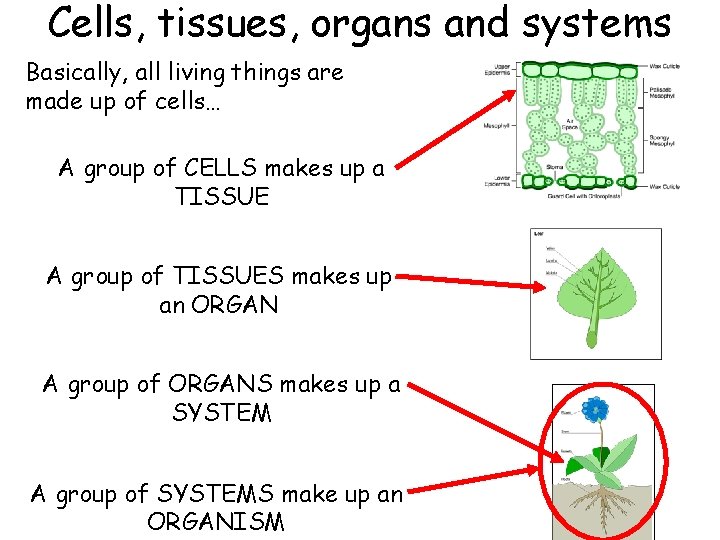 Cells, tissues, organs and systems Basically, all living things are made up of cells…