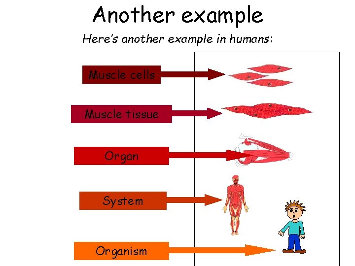 Another example Here’s another example in humans: Muscle cells Muscle tissue Organ System Organism