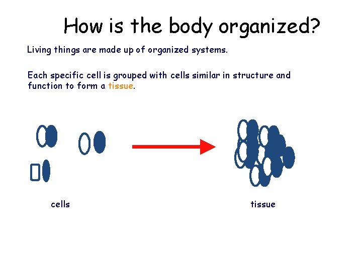 How is the body organized? Living things are made up of organized systems. Each