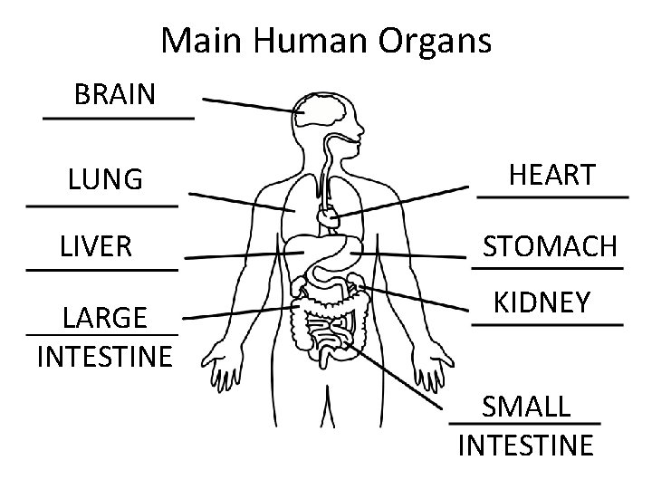 Main Human Organs BRAIN LUNG HEART LIVER STOMACH LARGE INTESTINE KIDNEY SMALL INTESTINE 