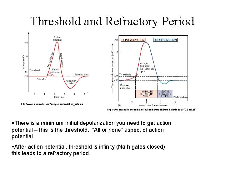 Threshold and Refractory Period http: //www. biocrawler. com/encyclopedia/Action_potential http: //cwx. prenhall. com/bookbind/pubbooks/morris 5/medialib/images/F 02_03.