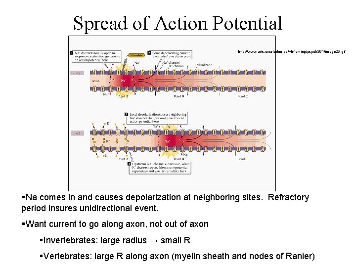 Spread of Action Potential http: //www. arts. uwaterloo. ca/~bfleming/psych 261/image 25. gif §Na comes