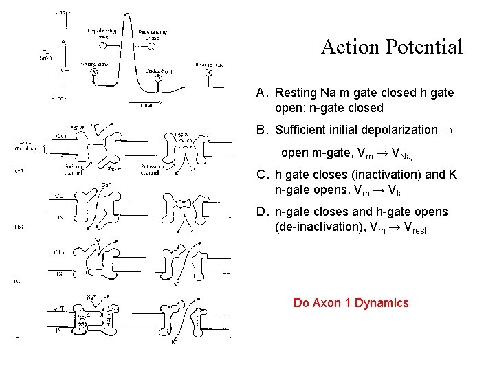 Action Potential A. Resting Na m gate closed h gate open; n-gate closed B.
