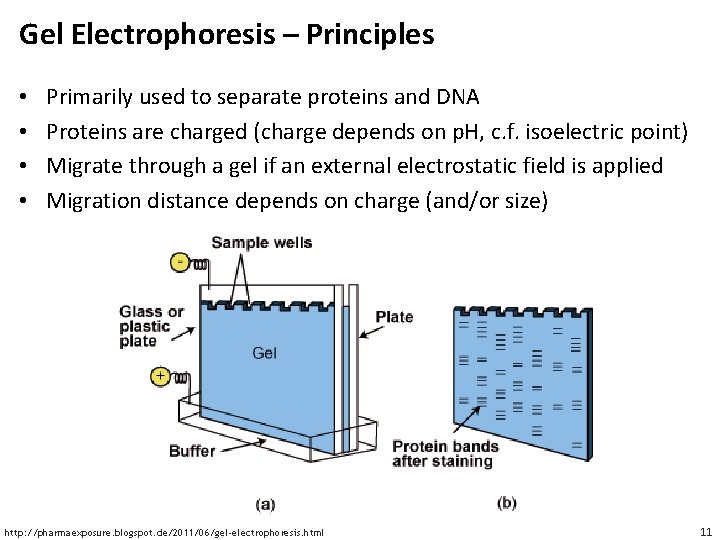Gel Electrophoresis – Principles • • Primarily used to separate proteins and DNA Proteins