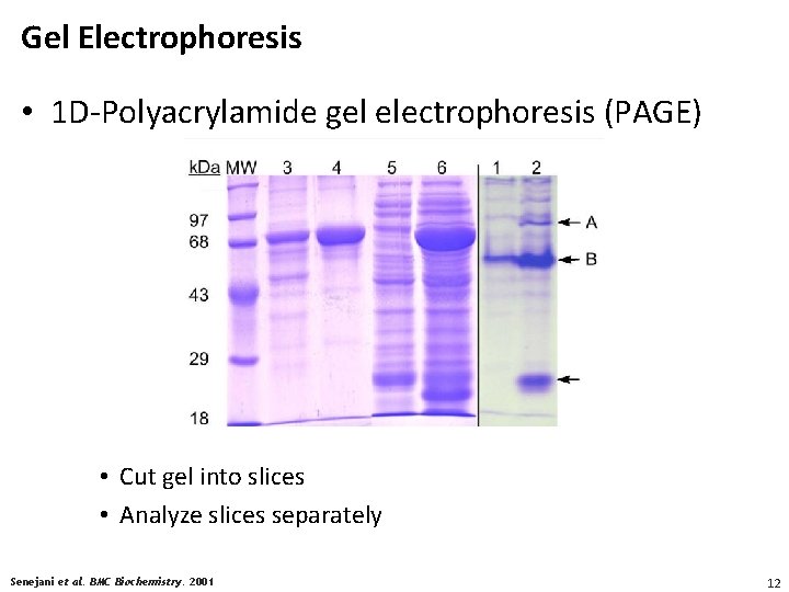 Gel Electrophoresis • 1 D-Polyacrylamide gel electrophoresis (PAGE) • Cut gel into slices •