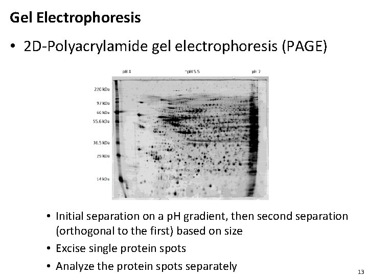 Gel Electrophoresis • 2 D-Polyacrylamide gel electrophoresis (PAGE) • Initial separation on a p.