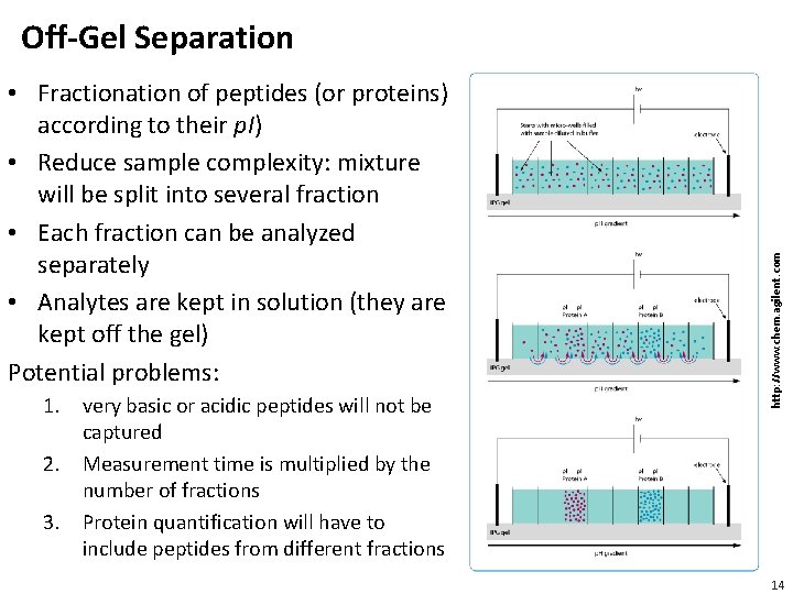  • Fractionation of peptides (or proteins) according to their p. I) • Reduce