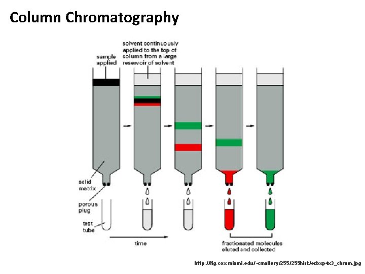 Column Chromatography http: //fig. cox. miami. edu/~cmallery/255 hist/ecbxp 4 x 3_chrom. jpg 