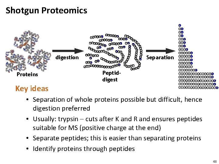 Shotgun Proteomics K Y K F K digestion Proteins Key ideas A L E