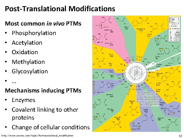 Post-Translational Modifications Most common in vivo PTMs • Phosphorylation • Acetylation • Oxidation •