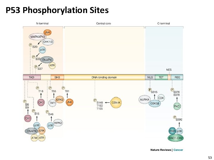P 53 Phosphorylation Sites 53 