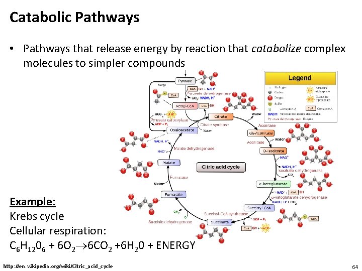 Catabolic Pathways • Pathways that release energy by reaction that catabolize complex molecules to