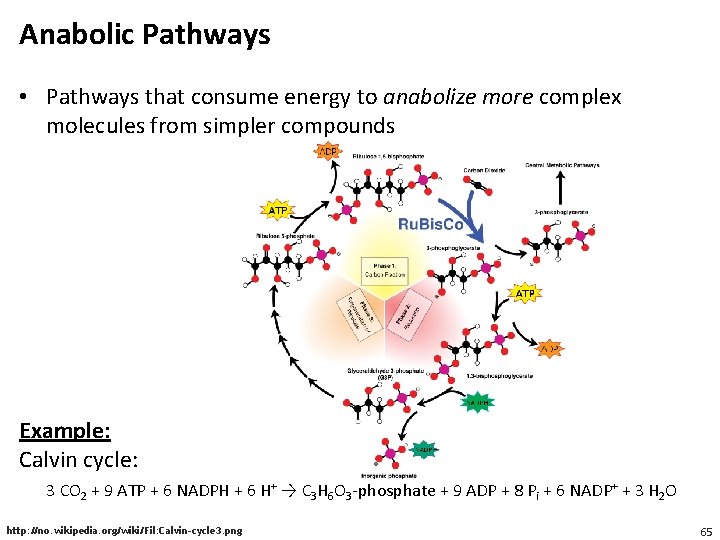 Anabolic Pathways • Pathways that consume energy to anabolize more complex molecules from simpler