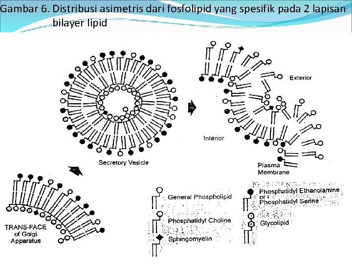 Gambar 6. Distribusi asimetris dari fosfolipid yang spesifik pada 2 lapisan bilayer lipid 