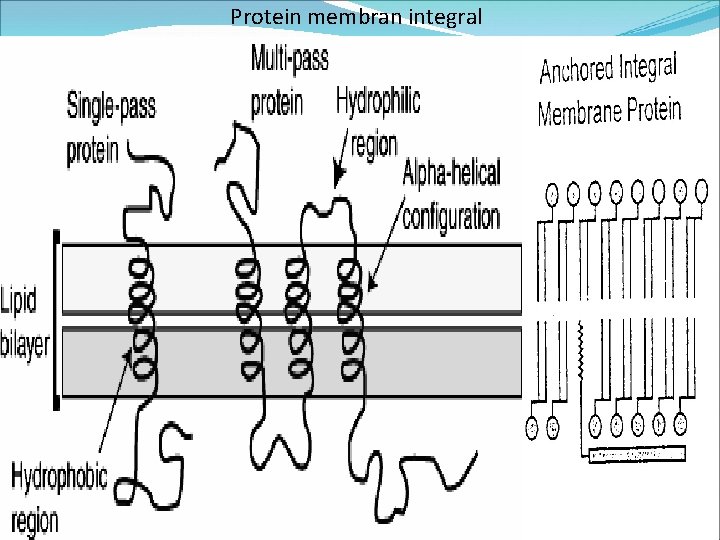 Protein membran integral 