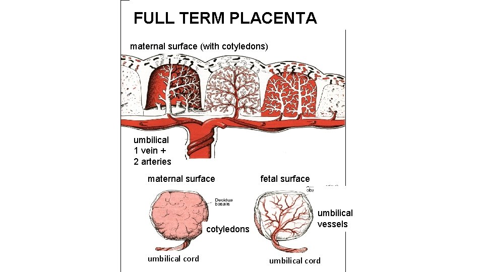 FULL TERM PLACENTA maternal surface (with cotyledons) umbilical 1 vein + 2 arteries maternal