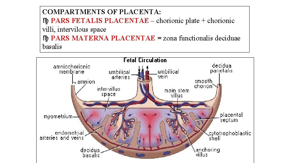 COMPARTMENTS OF PLACENTA: PARS FETALIS PLACENTAE – chorionic plate + chorionic villi, intervilous space