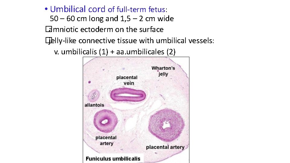  • Umbilical cord of full-term fetus: 50 – 60 cm long and 1,