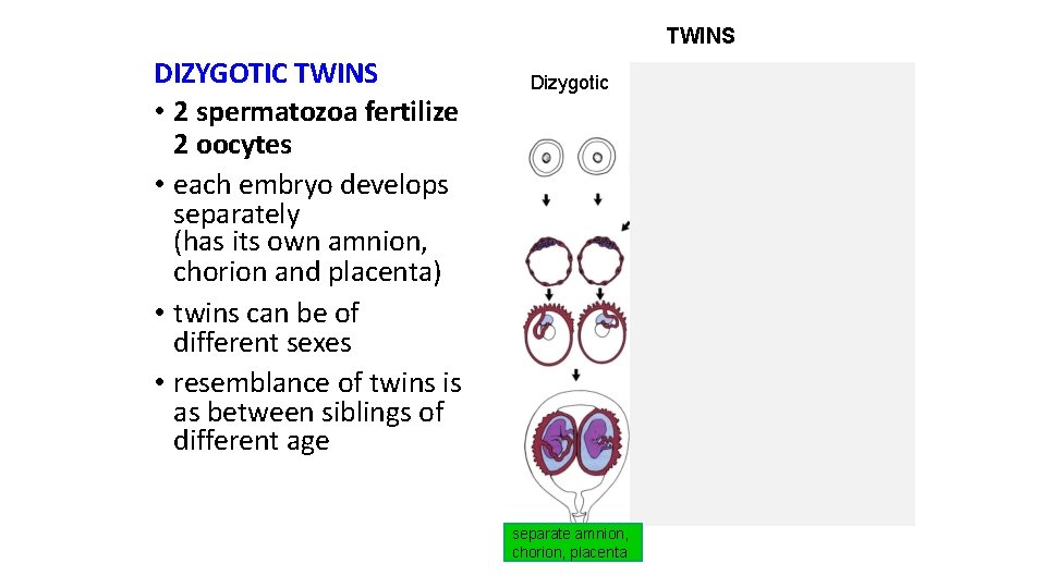 TWINS DIZYGOTIC TWINS • 2 spermatozoa fertilize 2 oocytes • each embryo develops separately