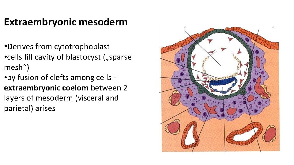 Extraembryonic mesoderm • Derives from cytotrophoblast • cells fill cavity of blastocyst („sparse mesh“)