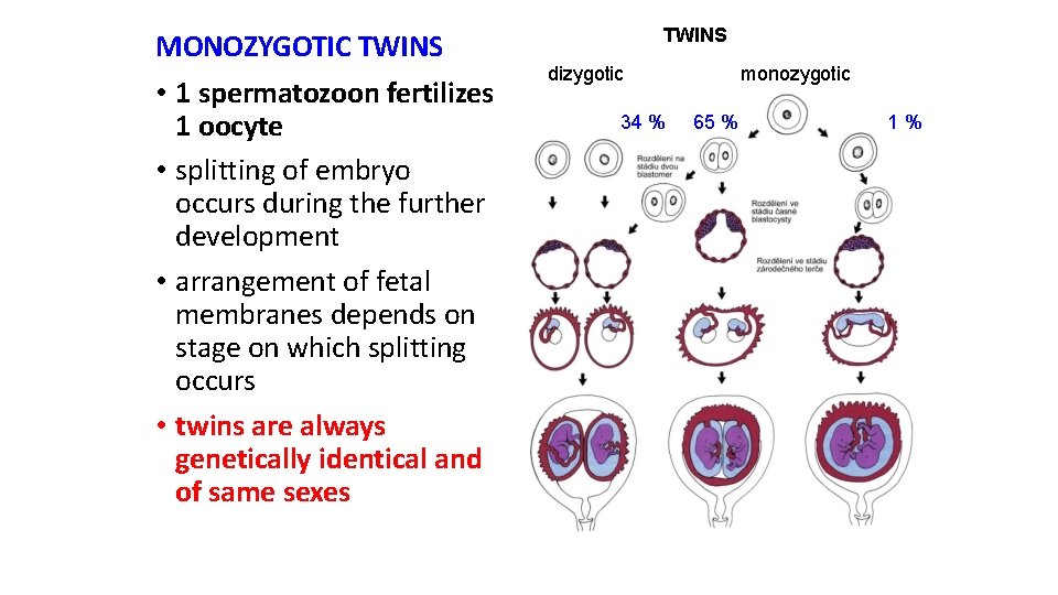 MONOZYGOTIC TWINS • 1 spermatozoon fertilizes 1 oocyte • splitting of embryo occurs during