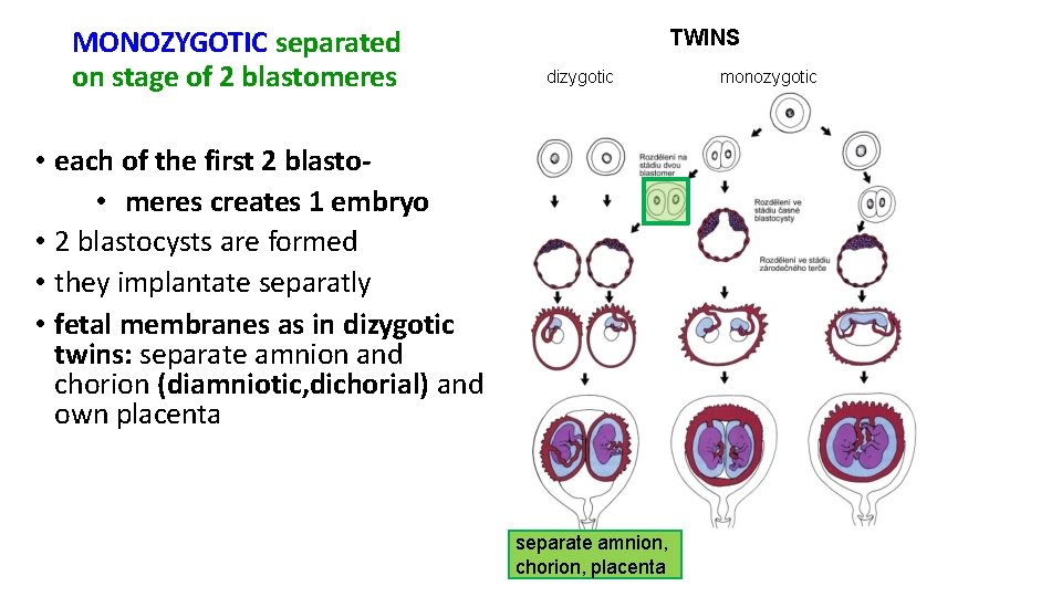 MONOZYGOTIC separated on stage of 2 blastomeres TWINS dizygotic • each of the first