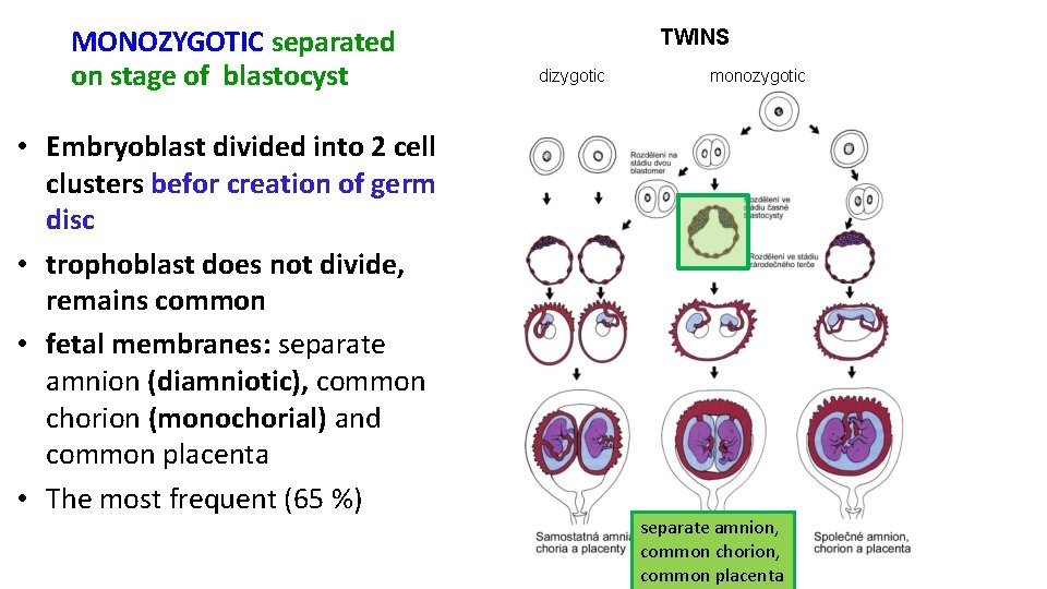 MONOZYGOTIC separated on stage of blastocyst • Embryoblast divided into 2 cell clusters befor