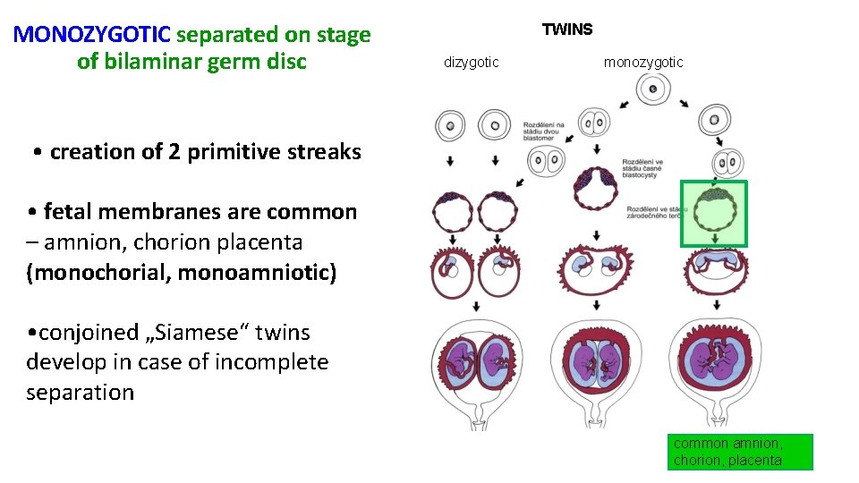 MONOZYGOTIC separated on stage of bilaminar germ disc TWINS dizygotic monozygotic • creation of