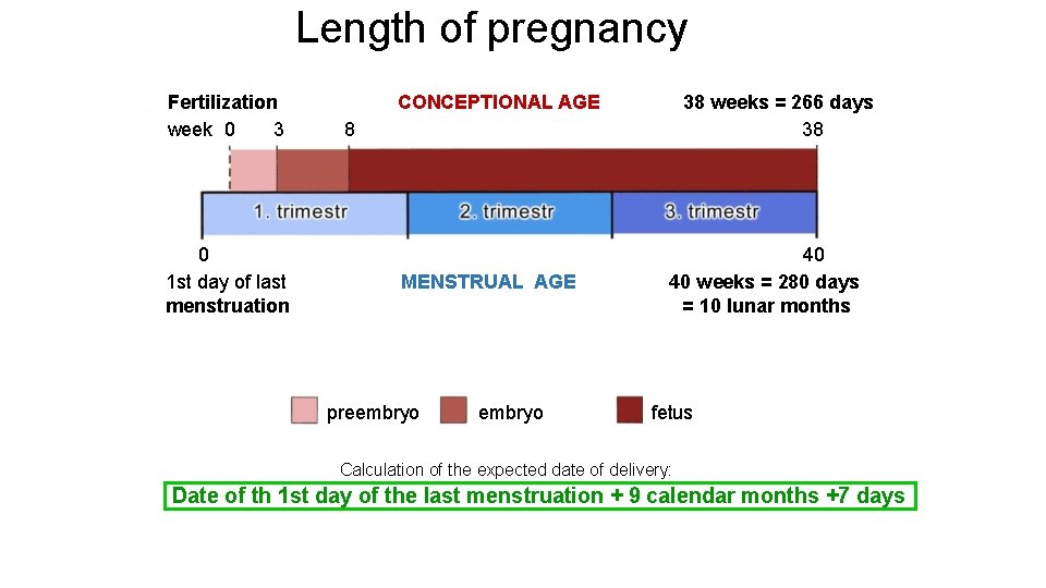 Length of pregnancy Fertilization week 0 3 0 1 st day of last menstruation