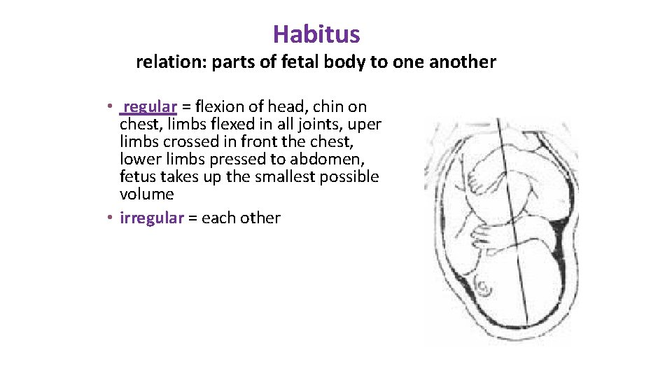 Habitus relation: parts of fetal body to one another • regular = flexion of